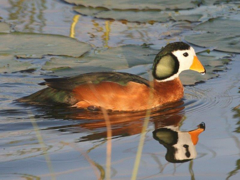 And the variety of waterbirds can include African Pygmy Geese,..